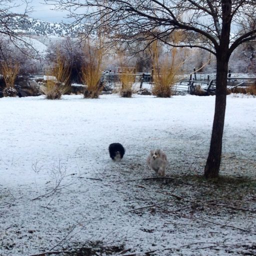 Its winter and the puppies are in heaven!